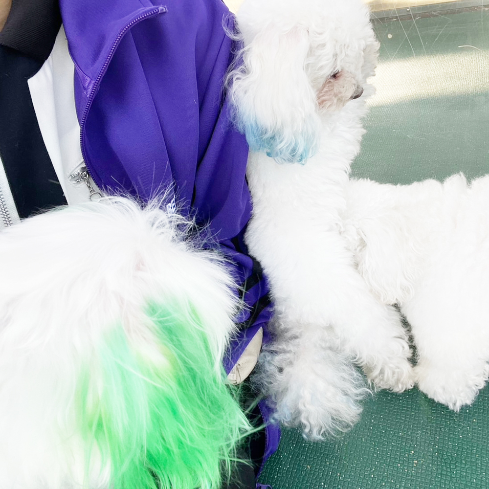 生徒が撮影したモデル犬！ＰＡＲＴ①